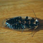 Cockroach